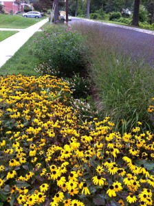 Dense plant cover stabilizes this retrofit and adds other environmental benefits to the streetscape. Image credit: Montgomery County, Md., Department of Environmental Protection