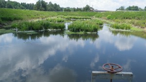 Floating treatment wetlands on a stormwater pond in Durham, N.C. Image by Ryan Winston, NCSU