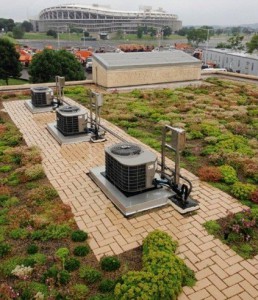 A green roof after maintenance. Image by DC Water