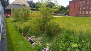 The Greene Street Friends School is an example of a Stormwater Management Incentives Program retrofit. Half of the school parking lot was turned into a rain garden, managing stormwater and making the property more attractive. Image by PWD.