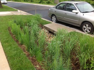 Switch grass is planted around the inlet to act as a strainer for entering silt and trash, enabling easier maintenance of the inlet. Image credit: Montgomery County, Md., Department of Environmental Protection