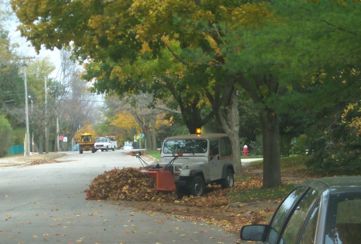 Removing fallen leaves can improve urban water quality