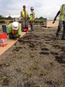 Maintenance performed on a DC Water green roof. Image by DC Water