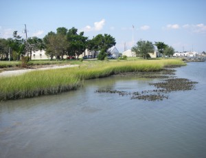 A living shoreline in Beaufort, North Carolina. Image by Carolyn Currin