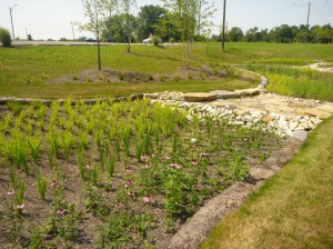 Establishment of vegetation around and within bioretention basins at the University of Cincinnati’s Clermont College campus. Image credit: Chris Rust, Strand Associates, Inc.