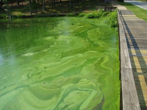 A detention pond at Reynolds Plantation near Greensboro, Ga., experiences an algal bloom. (Credit: Susan Wilde/UGA)