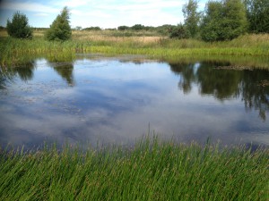 A stormwater pond. Image from The Highland Council