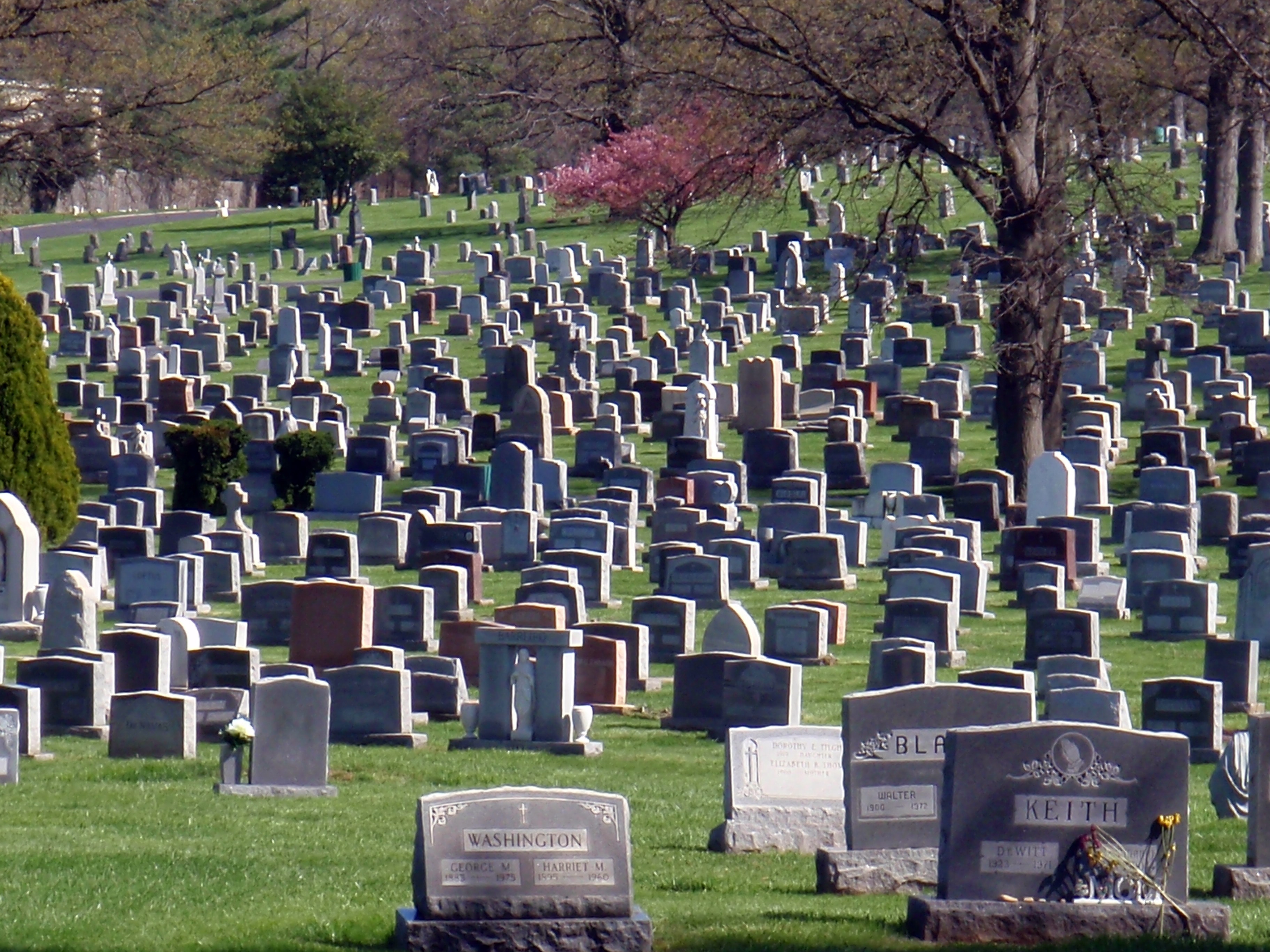 Historic D.C. cemetery partners with environmentalists to reduce impervious space